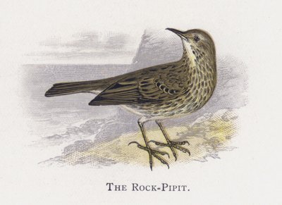 The Rock-Pipit by Alexander Francis Lydon